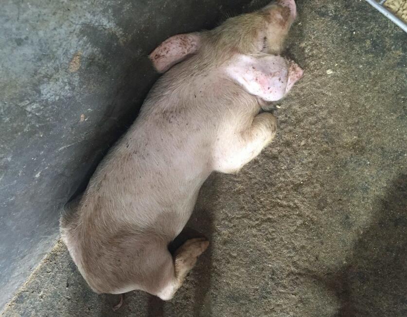 仔猪腹泻有啥办法治疗,仔猪治疗腹泻的最好办法