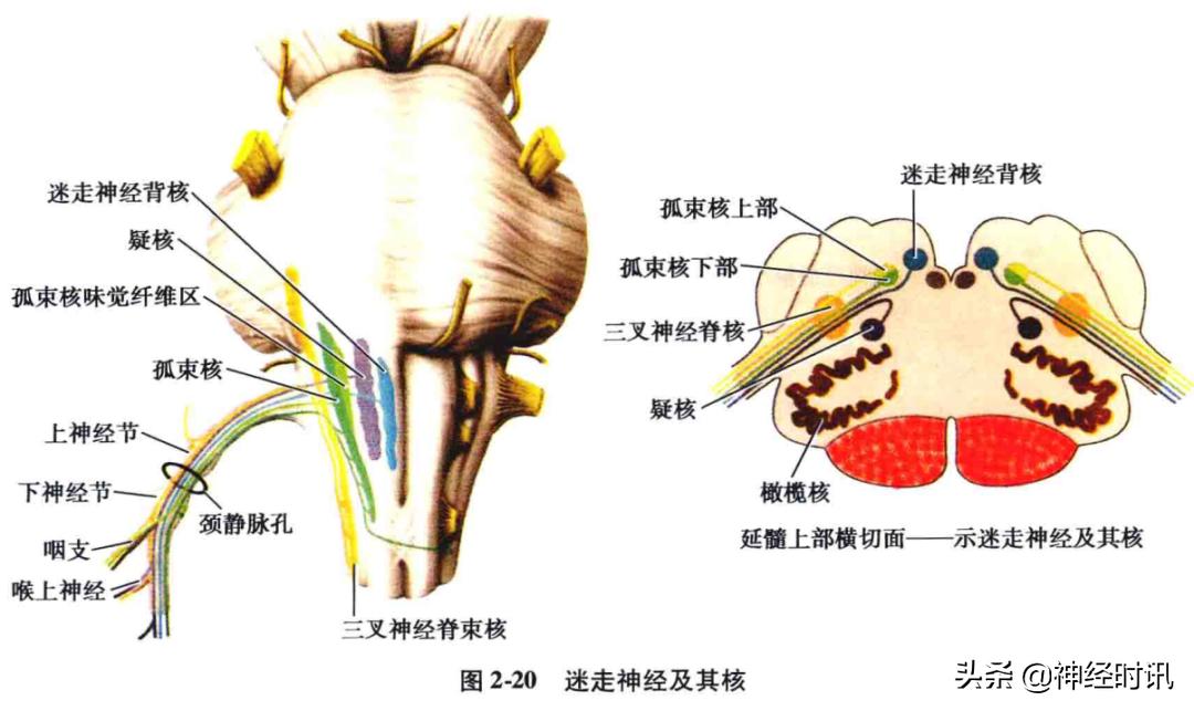 脑干解剖,脑干神经解剖