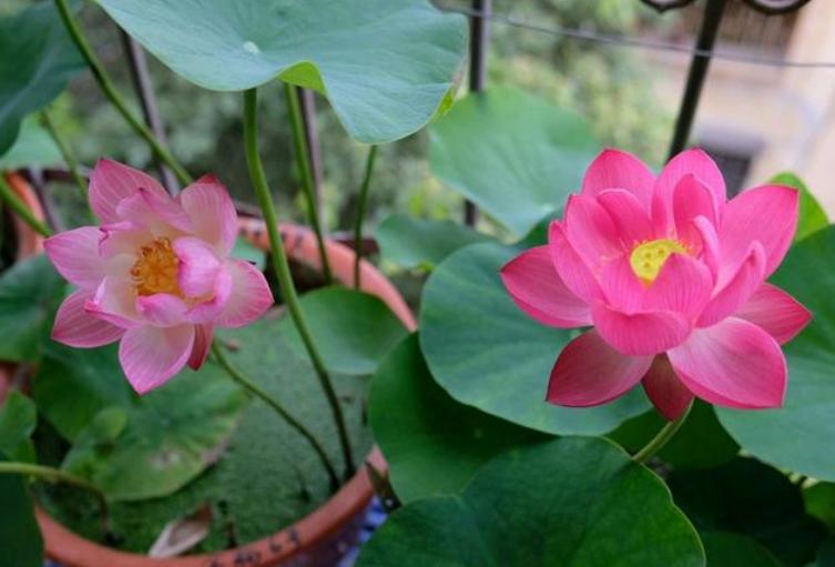 秋天养碗莲,水缸养什么植物碗莲