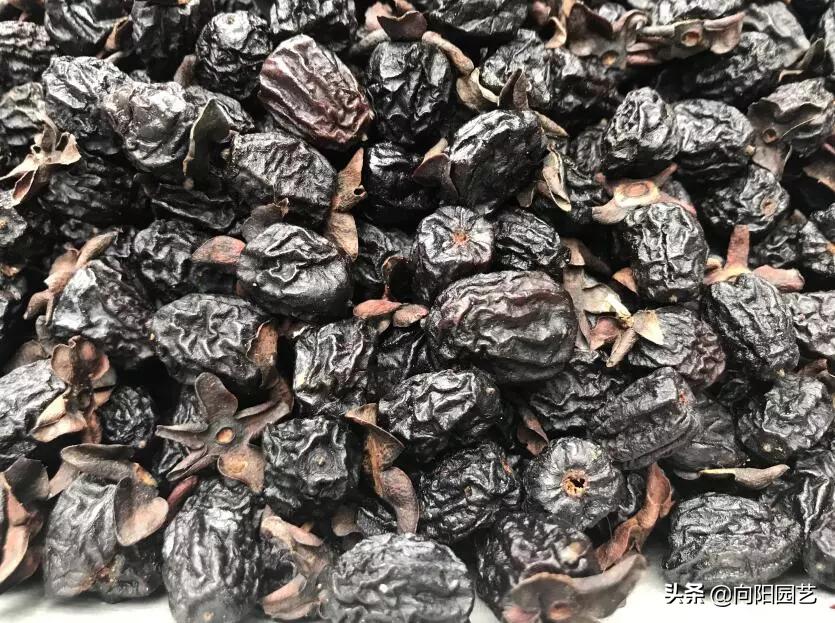 冬季最好吃的鲜枣,什么品种软枣最好吃