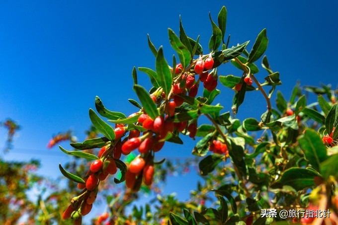 美丽青海，秋收的季节都兰红了，爆汁鲜甜的枸杞有小拇指大小