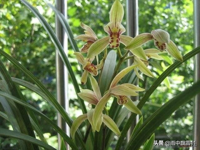 兰花分株方法和注意事项,兰花分株长新芽后多久可以施肥