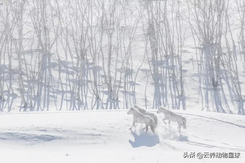 必备的马术知识,马术能不能速成
