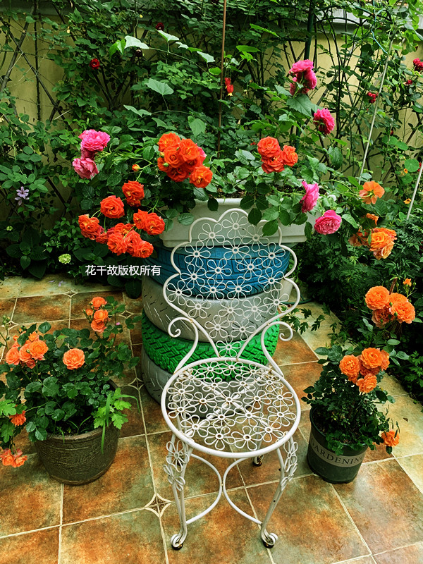 我的玫瑰仙境,请上坐!花市买来的“激素苗”,我这一招很好养活