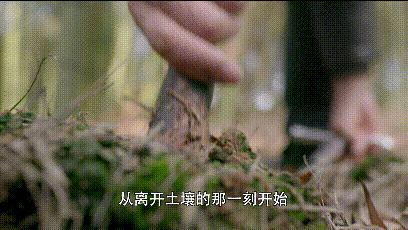 舌尖上的珍味春笋,舌尖上的春笋完整视频