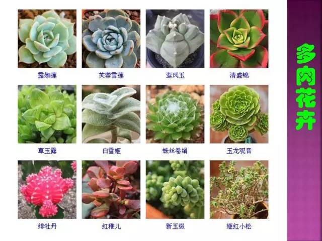 花卉大全500种观叶植物名称,1332种常见花卉植物图谱