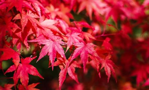 枫醉秋色叶叶红，又“为问东风吹老，几度枫江兰径，千里转平芜”