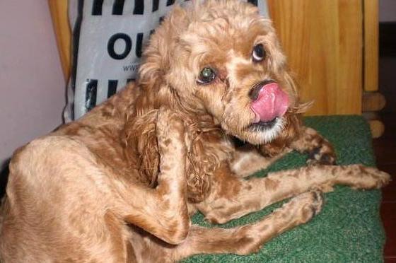 泰迪犬的这6种行为,泰迪犬舔主人真实的几个原因