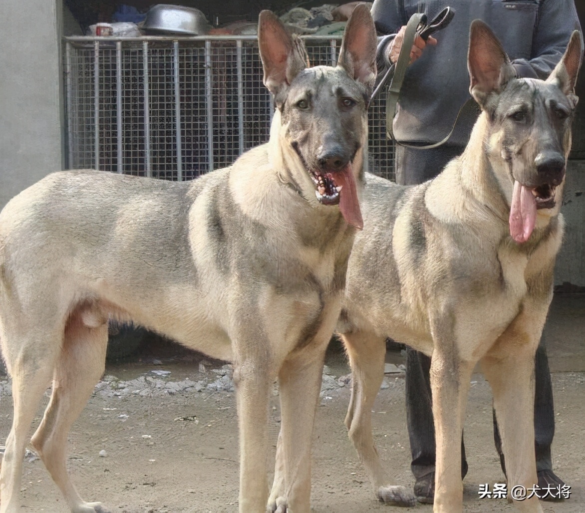 黑狼犬和莱州红犬哪个强,猛犬大战野狼