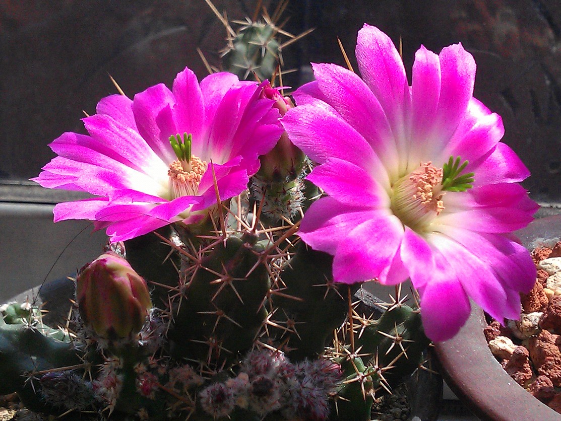 仙人掌开花美图,仙人掌介绍60多种独特的仙人掌