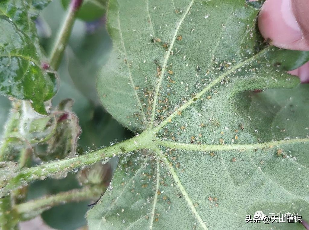 病虫情报第十一期,兵团第七师最新消息