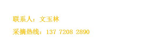 陕西周至露天甜油桃,周至骆峪水蜜桃