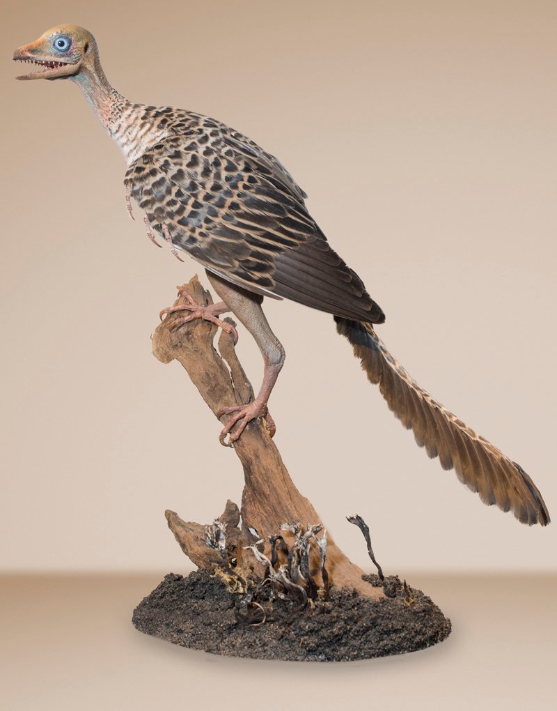 远古时期海洋里最大的十大恐龙,史前陆地最厉害的十种恐龙