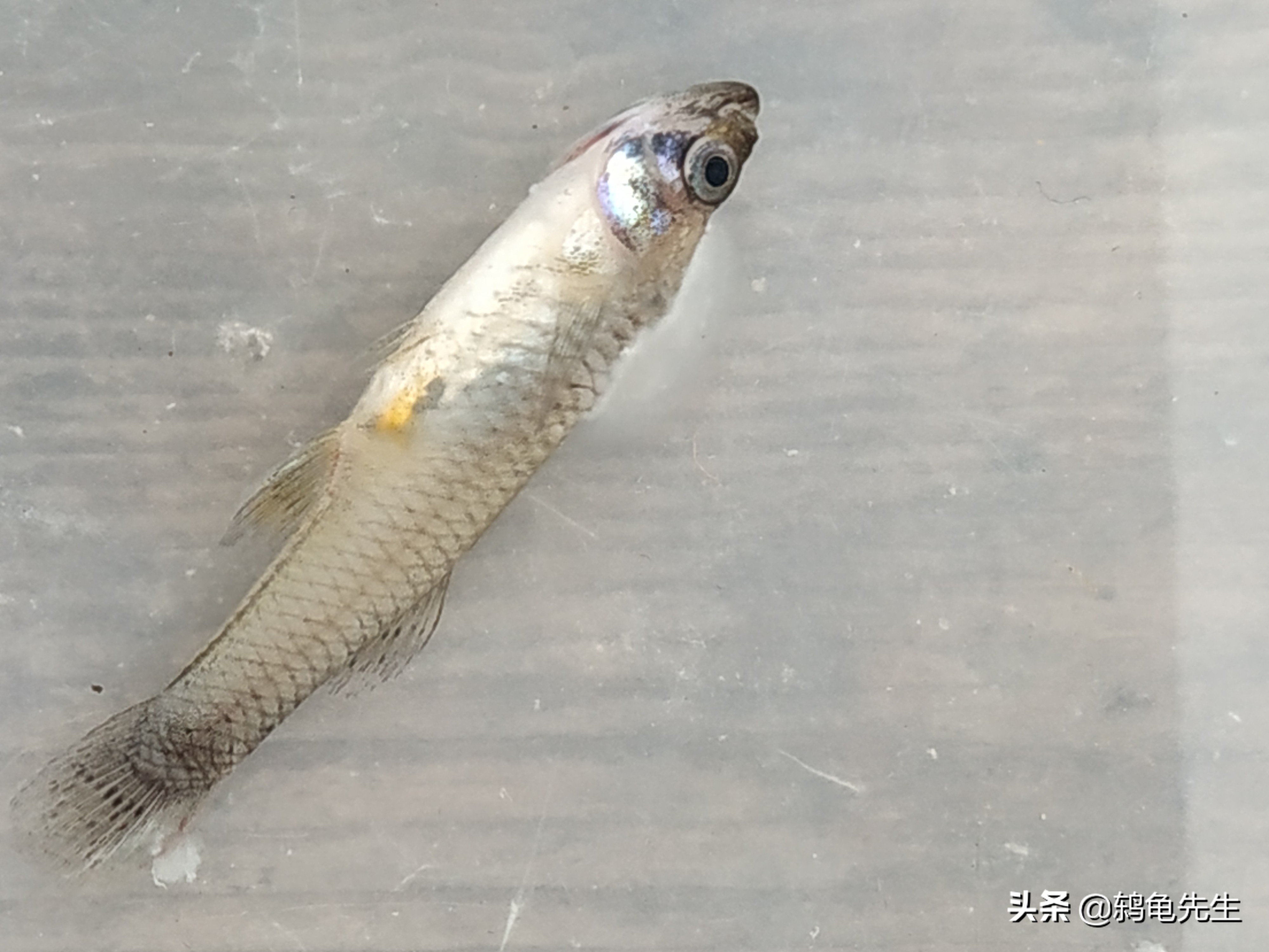 养殖鱼如何避免水霉,养鱼场鱼得水霉病怎么治疗