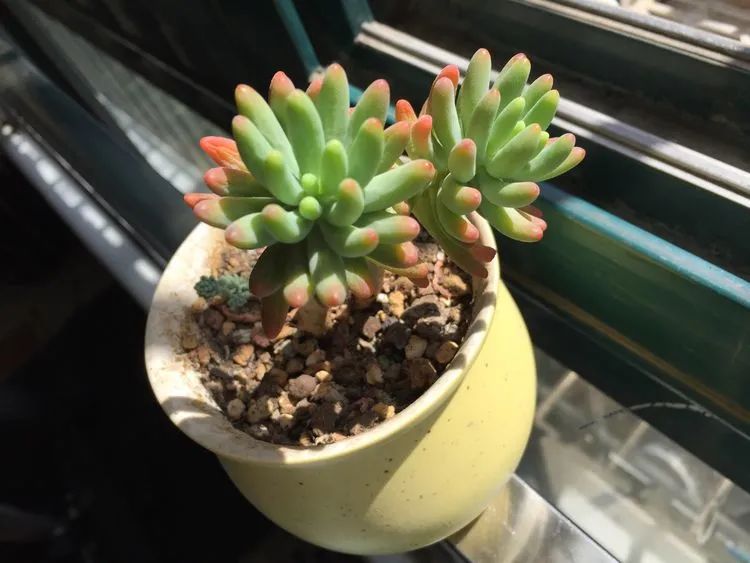 一见倾心二见,一见倾心二见倾城三见定终身