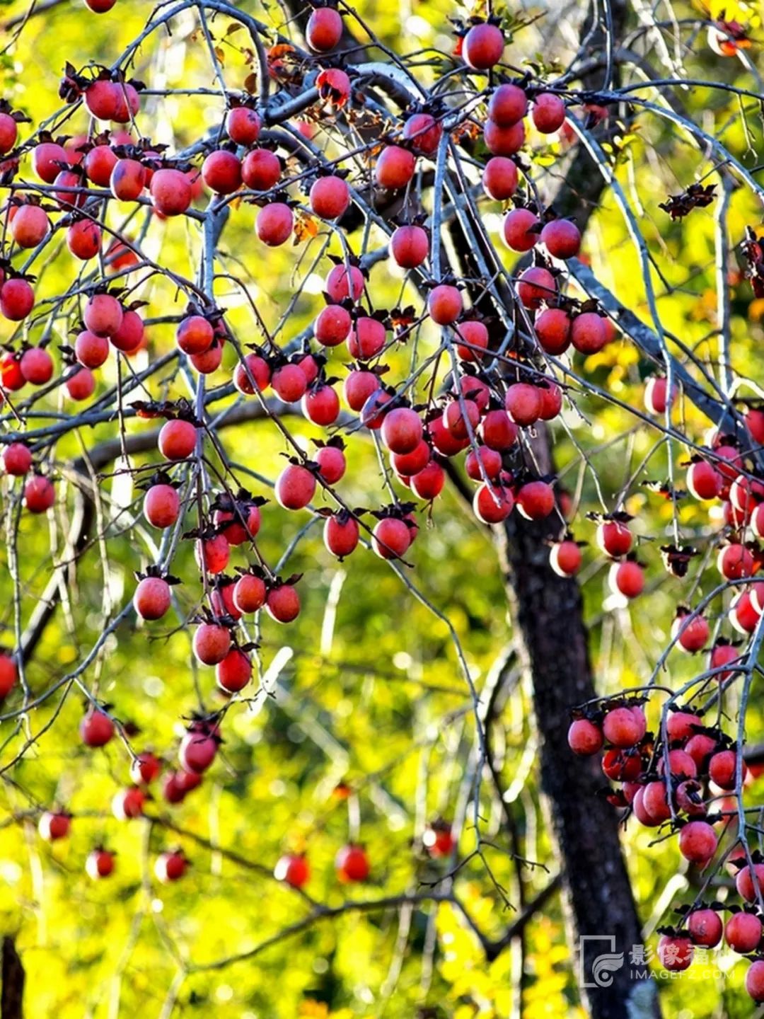 白云区永泰,什么是永泰葱饼