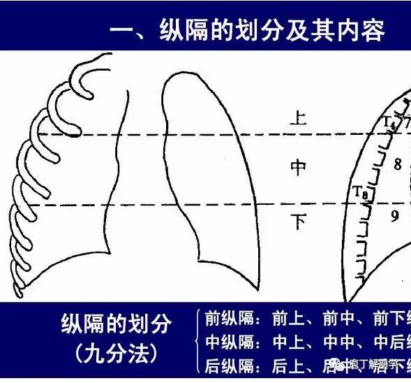 纵隔人体解剖学,纵隔解剖x线表现