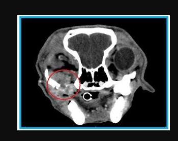 犬恶性黑色素瘤,狗黑色素瘤良性恶性区分