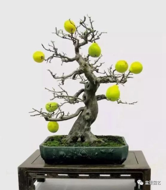有哪些经典盆景树种,最值得收藏的六种盆景树种是哪些