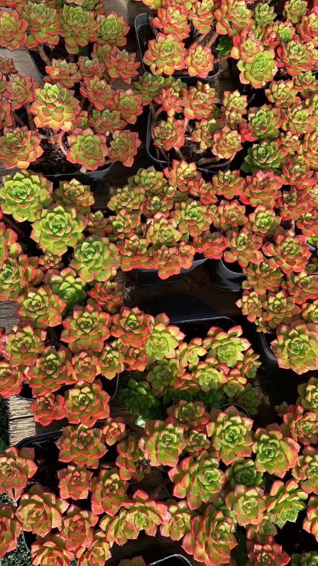 蒂亚多肉植物怎么养,多肉蒂亚小苗怎么养好