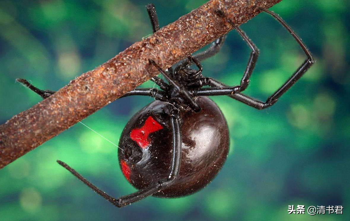 黑寡妇蜘蛛幼年,蜘蛛黑寡妇雄性