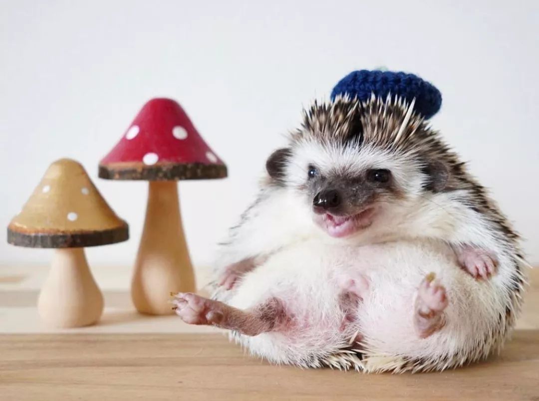 养一只戏精宠物是什么体验,养了一只小狐狸是什么体验