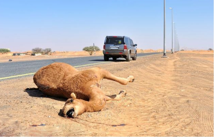 撞到野骆驼,开车撞上骆驼有多危险呢