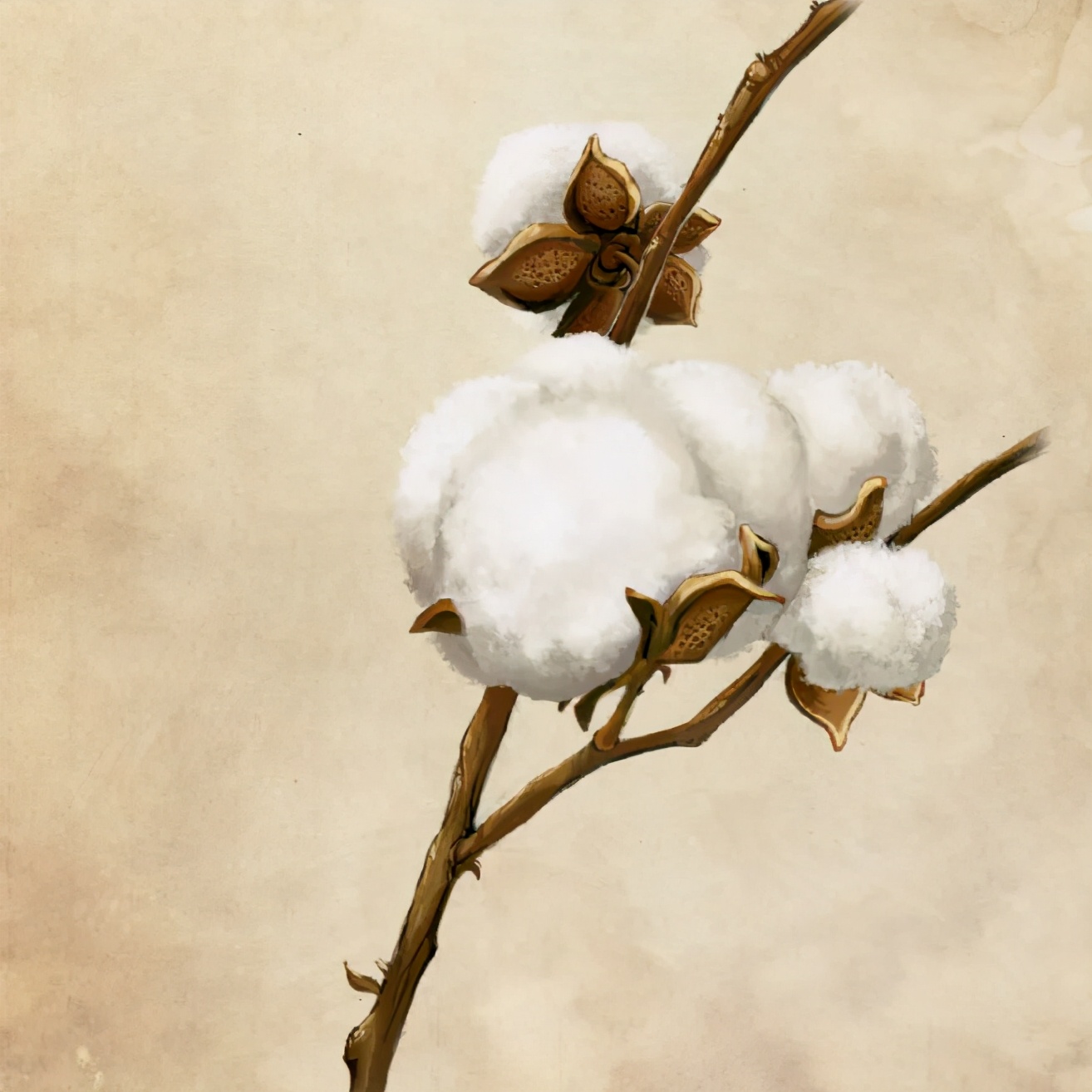 生态棉与棉花哪个好一些,棉花怎么分类新疆棉或细绒棉