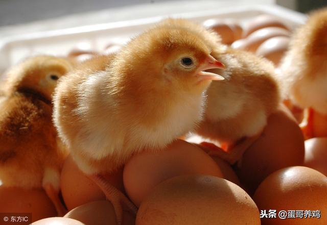 蛋鸡行情不好怎么挣钱,鸡蛋行情低迷如何增效