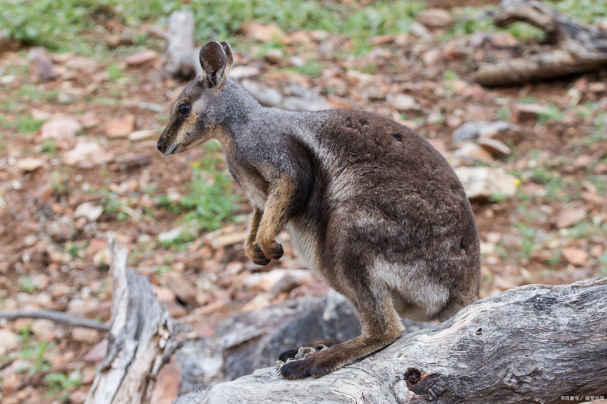 澳大利亚大袋鼠灭绝了吗,袋鼠面临濒临灭绝的危机吗