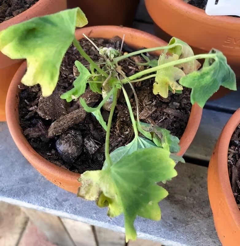 冬天天竺葵叶子发黄是什么原因,什么季节养天竺葵花最好