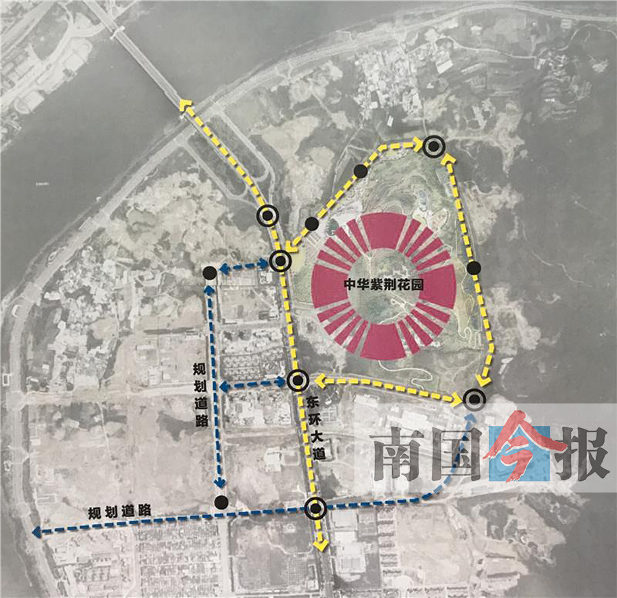 广西柳州紫荆花,广西哪里的紫荆花最好