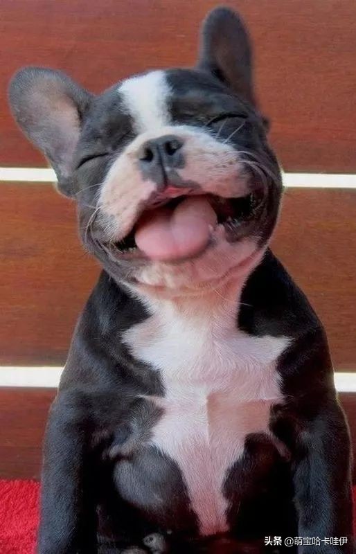 狗的舌头都有什么东西,狗狗舌头的秘密居然有7个
