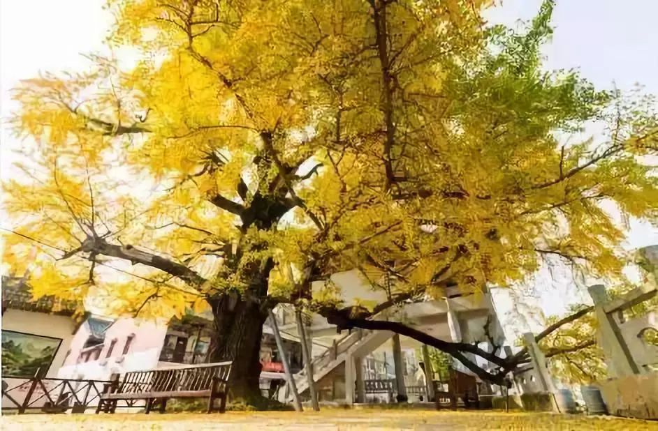 温州银杏哪里最美,温州秋冬的银杏树确实美