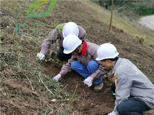 重庆工厂白蚁防治哪家划算,重庆工厂白蚁防治价钱