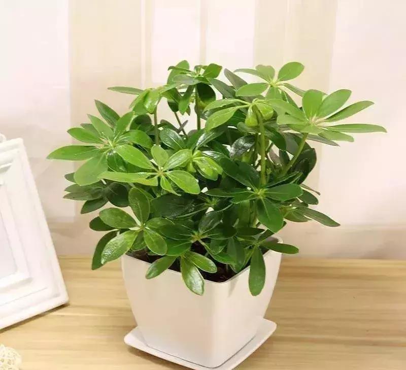 种什么蔬菜可吸甲醛,坪地吸甲醛的植物