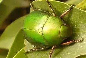 柑橘病虫害最新防治技术,柑橘病虫害详解视频教程