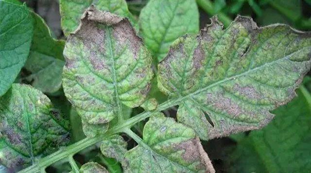 马铃薯这几种病害你都会认吗？认清了以后教你怎么治！（二）