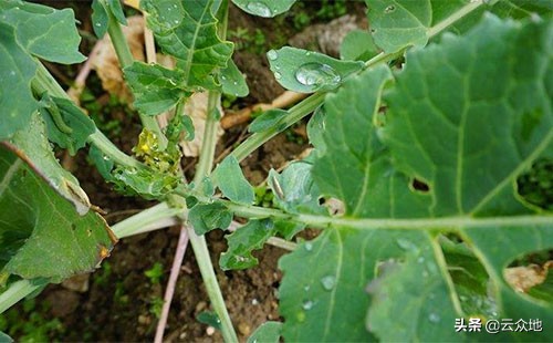 冬天油菜蚜虫用什么农药防治,油菜蚜虫用什么药最好