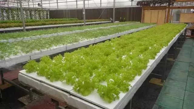 田园综合体的温室大棚，怎么做更有价值