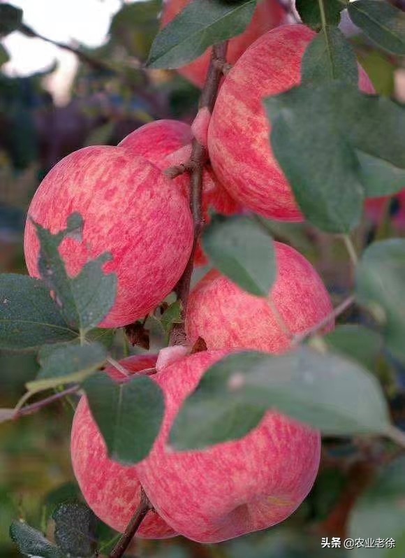 苹果苦痘病防治及施肥方法,有苦痘病苹果还能吃吗