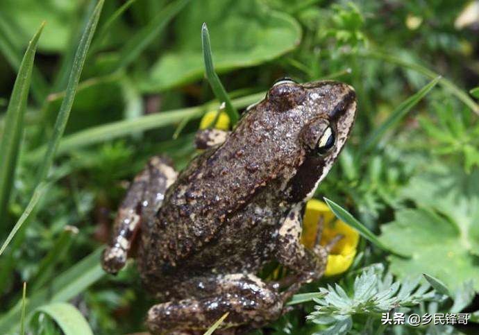 哈士奇适合农村养吗,哈士蟆和林蛙怎么养