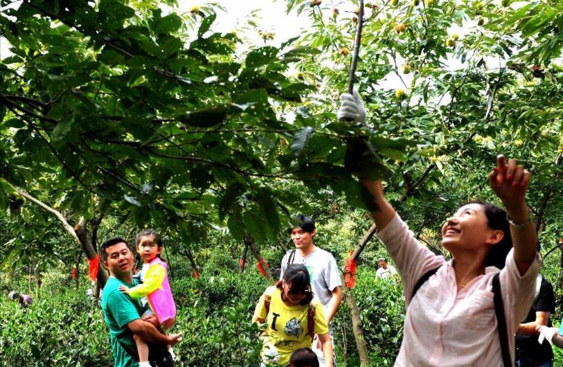 綦振森本是个清洁工，却转行卖起了糖炒栗子，销售额突破四千万