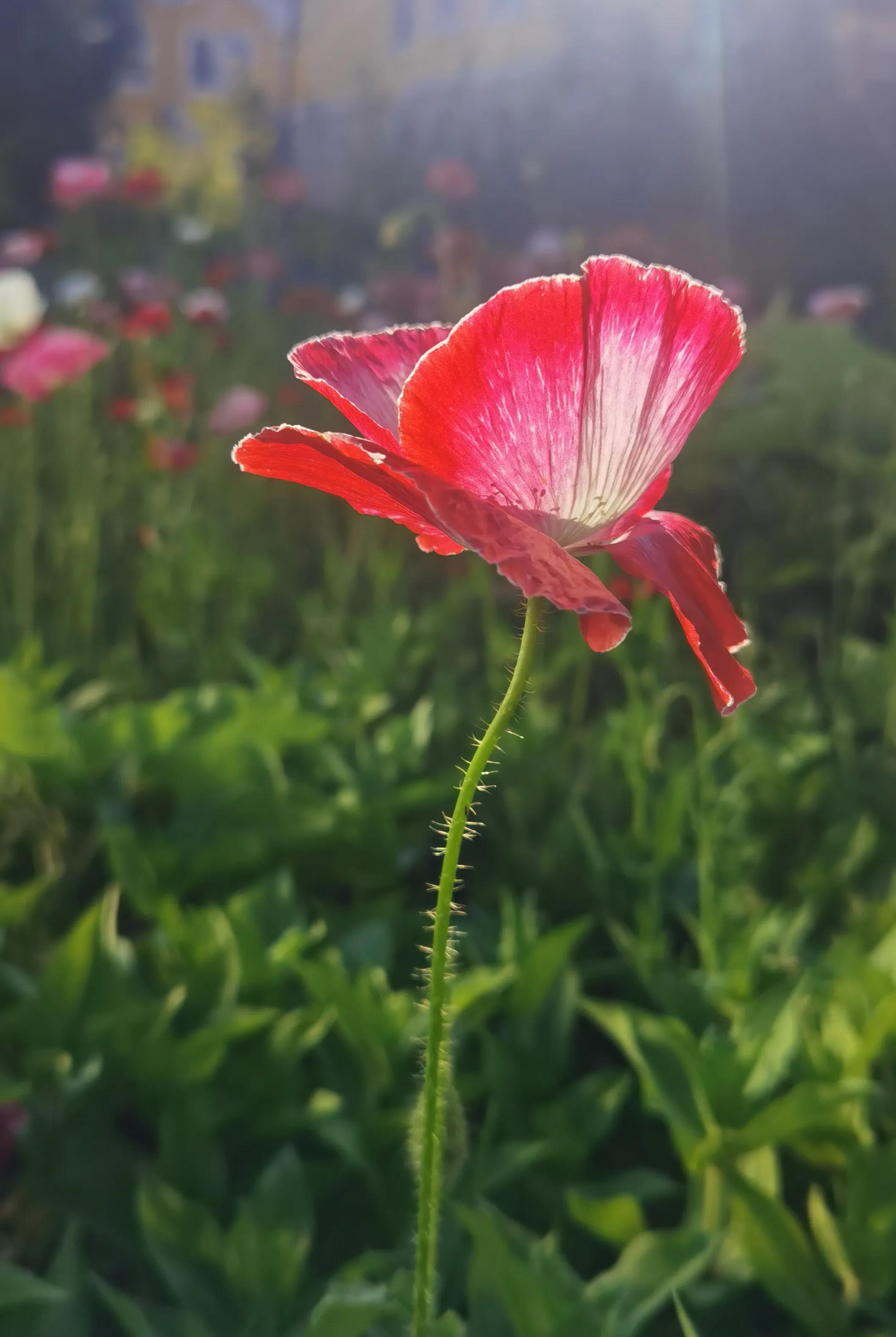 手拍世界手机摄影平台,手机摄影作品集大全集