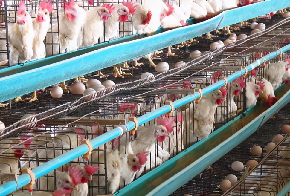 鸡舍通风不当容易出现问题,养鸡夏季水帘应该控制到多少度