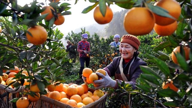 柑橘种植柑橘裂皮病的防治方法,柑桔管理技术及病虫害防治