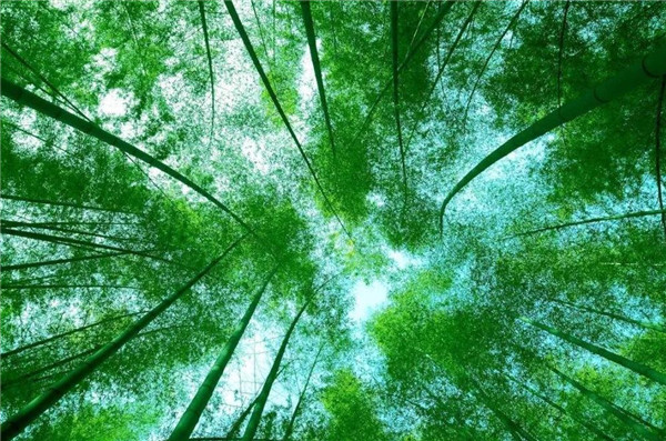 白酒灌进竹子里面会变质吗,酒倒入竹子竹子还能活吗