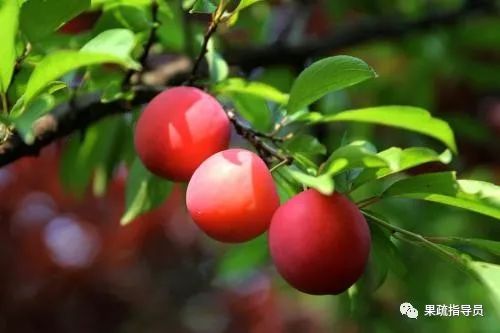 无公害果园常用农药及使用方法,果园常用农药一览表分析