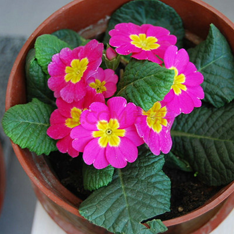 德国洋甘菊鲜花养护技术,欧洲报春花怎么养殖