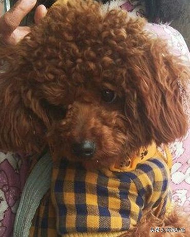 小泰迪出门就耍赖皮，瘫在地上死活不走，主人这招成功逗笑路人